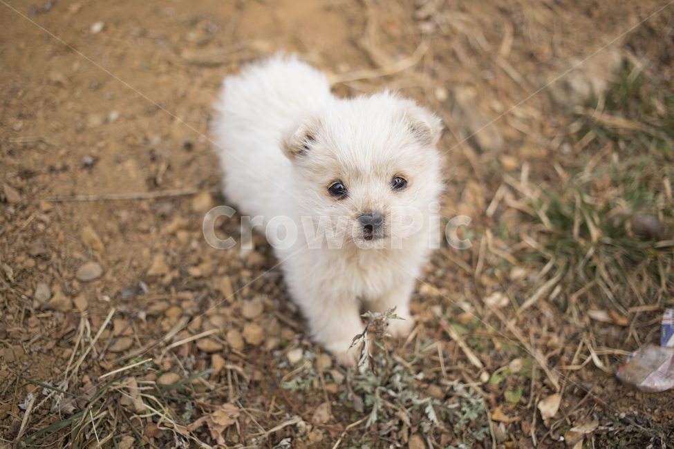 강아지,개,포유류,동물,dog,puppy,pet,animal,동물,animal,포유류,mammal,개,강아지,dog,doggy