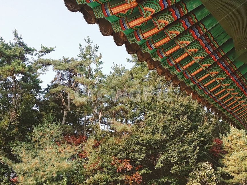 정원,garden,정자,arbour,건축물,architecture,건물,building,나무,tree,한옥