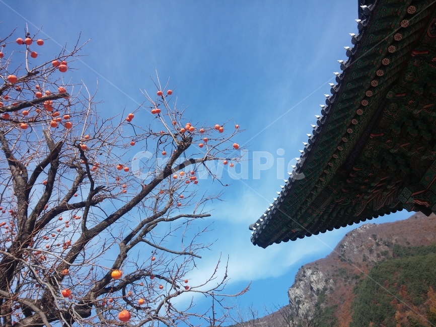 절,감나무,산,감,나뭇가지,가을,계절,fall,autumn,season,자연,풍경,nature,landscape,한국전통,한국문화,korean traditional,korean culture,건축물,건물외관,exterior,building,structure,architecture,construction,worship,예배,pagoda,탑,temple,신전,shrine,신사,건물