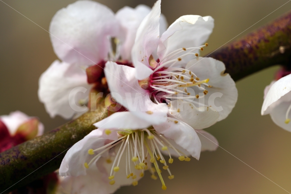 매화,꽃,나무,나뭇가지,산,봄,자연,플라워,꽃봉오리,flower,nature,spring,접사,macro,클로즈업,closeup,tree,숲,숲속,산림,삼림,조경,식물,plants,봄꽃,감성,힐링,풍경,landscape,식물,자연,plants,nature,봄,계절,spring,season,꽃,flower,plant