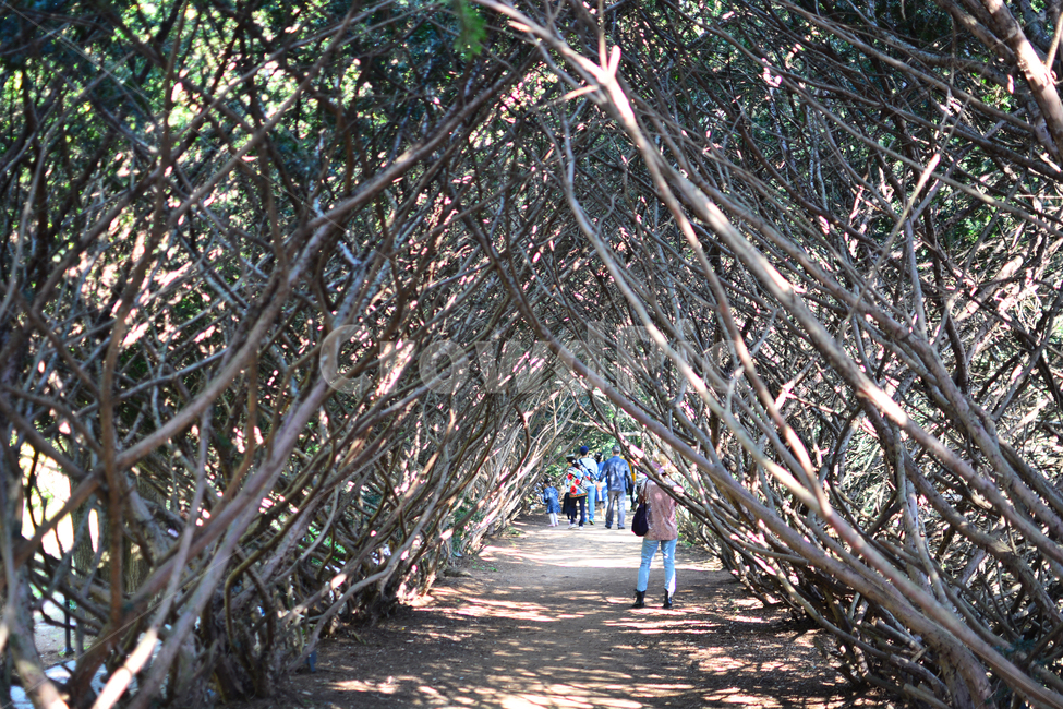 파주,자연,풀,나무,감성,풍경nature,landscape,한국자연풍경,한국자연경관,koreanaturelandscape,주목터널길,빛,햇빛,나무터널,자연,풍경,nature,landscape,사람들,대중,군중,other people,crowd,root,뿌리,plant,식물,tree