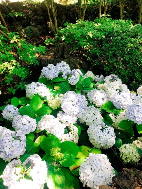 제주도,수국,식물,flower,꽃