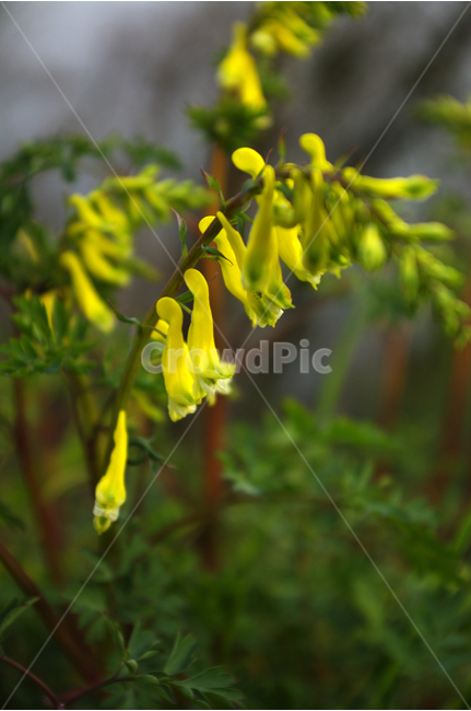 산괴불주머니,식물,flower,꽃,노란색,초록,식물,자연,plants,nature,꽃,flower