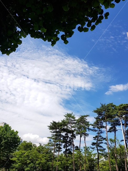 하늘,나무,자연,풍경,구름,도시,오후,자연,풍경,nature,landscape,tree,plant,식물,outdoors,옥외