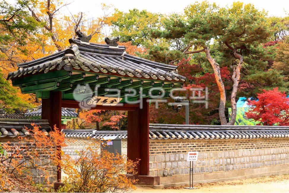 가을, 단풍, 창덕궁, 창덕궁후원, 고궁, 사진,이미지,일러스트,캘리그라피 - 대송작가