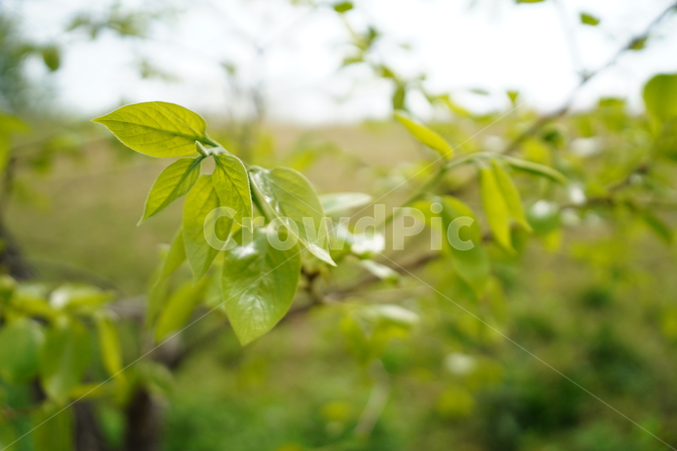 나무,나뭇가지,잎,초록,싱그러움,tree,green,leaf,fresh,식물,자연,plants,nature