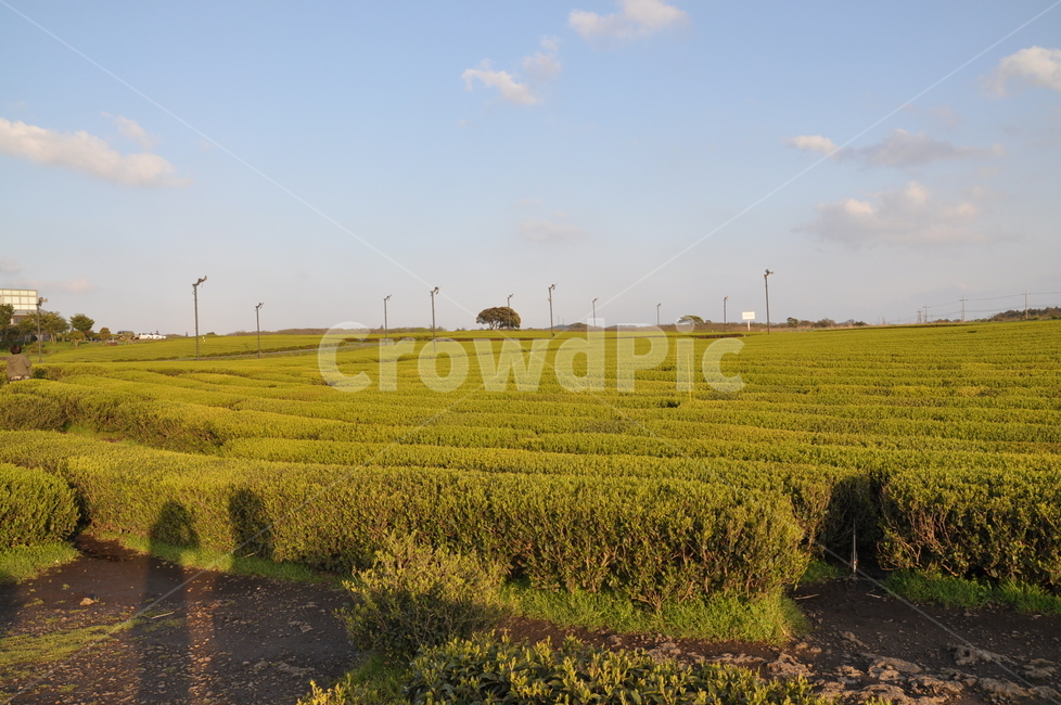 field,들,녹차밭,greentea,jeju,제주,오설록