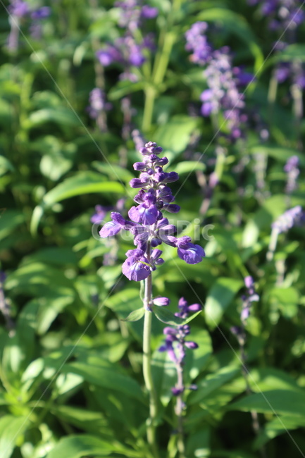 라벤더,꽃,자연,보라,색감,감성,식물,flower,plant,blossom,식물,자연,plants,nature,꽃,flower