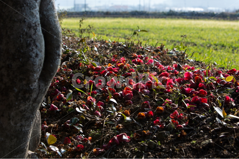 동백꽃,봄,동백,감성,빛,식물,자연,plants,nature,꽃,flower