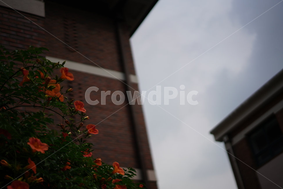 꽃,능소화,색감,컬러,식물,생물,플라워,flower,주황,생명