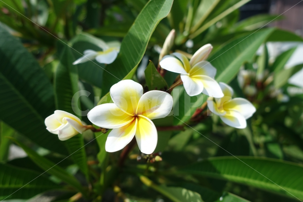 꽃,플라워,히비스커스,무궁화,오키나와,초록,화이트,식물,자연,plants,nature,꽃,flower