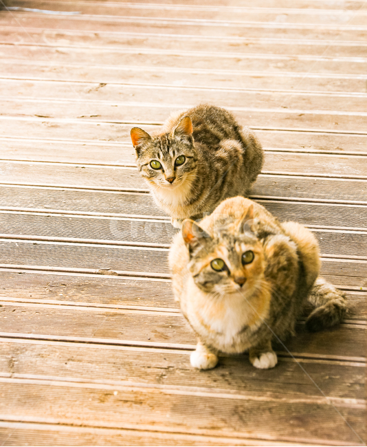 animal,동물,cat,고양이,pet,포유류,동물,animal,포유류,mammal,고양이,cat,kitten,kitty