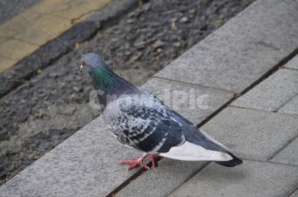 비둘기,조류,새,집비둘기,animal,pigeon,동물,animal,조류,새,birds