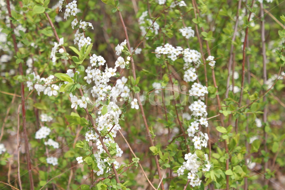 자연,식물,아름다움,꽃,흰꽃,식물,자연,plants,nature,꽃,flower