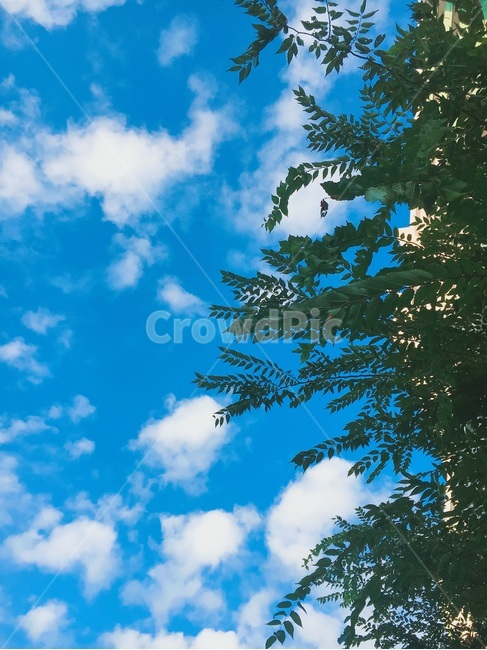 sky,cloud,blue sky,green,blue,nature,tree,leaf