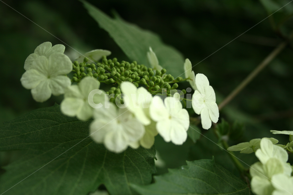 식물,flower,꽃,수국,하얀꽃,식물,자연,plants,nature,꽃,flower
