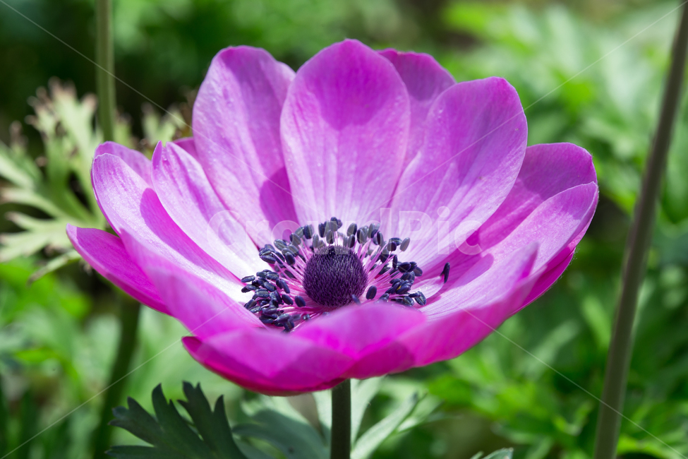 봄꽃,꽃,보라색꽃,접사사진,식물,봄,식물,자연,plants,nature,꽃,flower