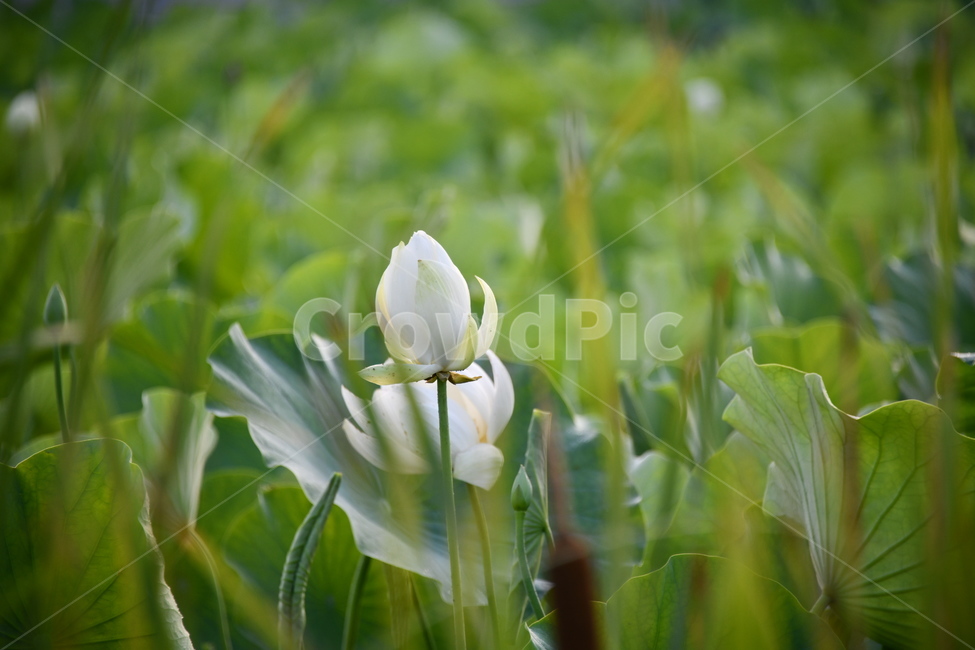 꽃,접사,연꽃밭,식물,plants,nature,flower,흰색,연잎,연꽃