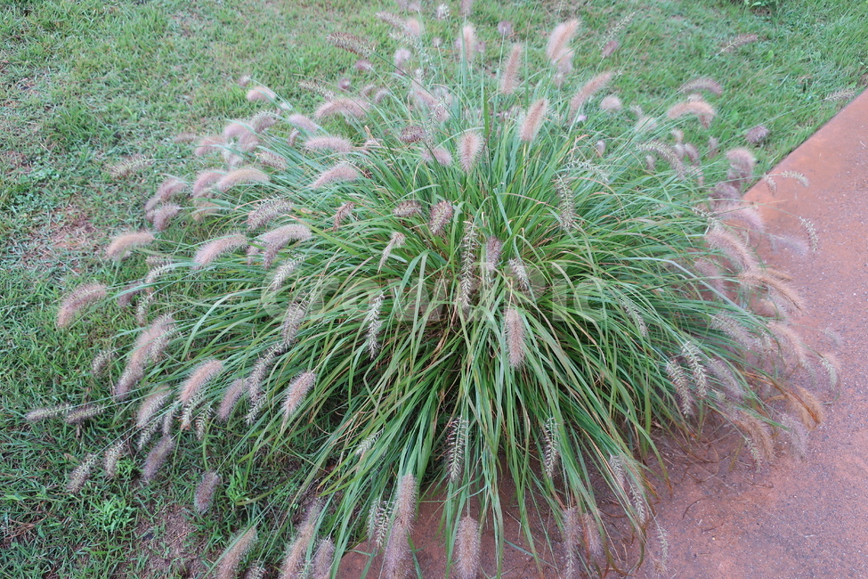 수크령,식물,야외,공원,자연,토종,자생,풀꽃,가을,솜털,식물,자연,plants,nature