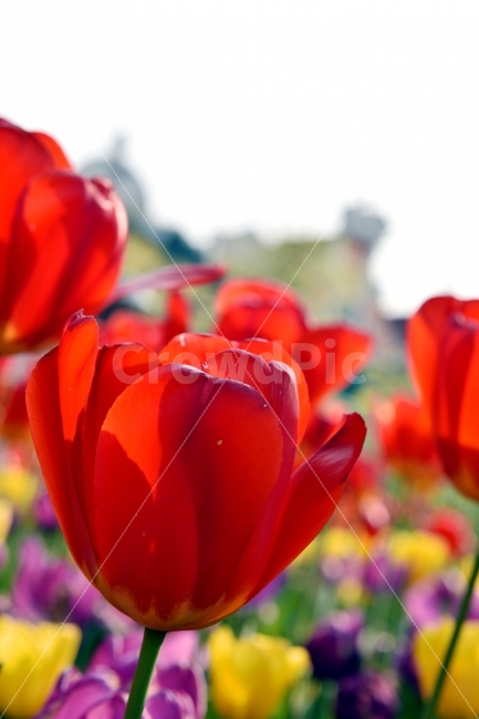 Nikon,D750,Artis,에버랜드,튤립,아웃포커싱,빨강,봄,계절,spring,season,식물,자연,plants,nature,꽃,flower,plant,blossom,tulip
