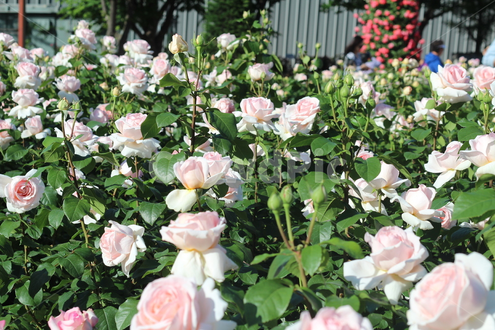장미축제,장미꽃,장미,꽃,연분홍장미,봄꽃,rose,pinkrose,flower,plan,beautiful,화려한,식물,자연,plants,nature,꽃,flower