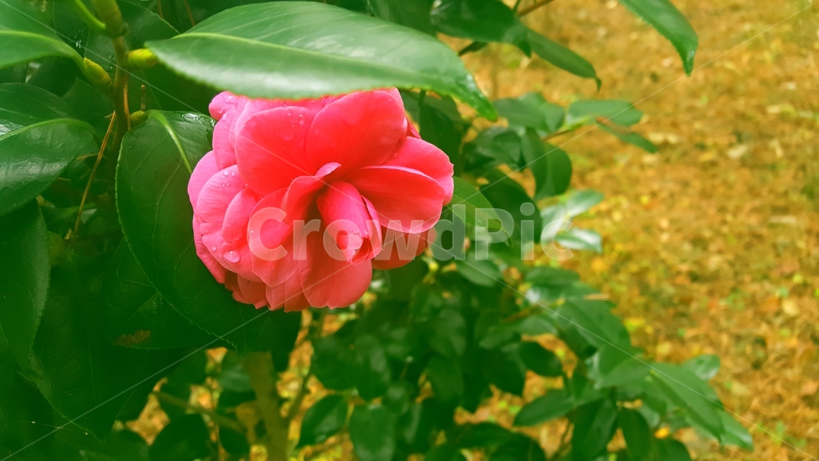 꽃,빨강,정열,봄,감성,자연,자연,풍경,nature,landscape,식물,plants,꽃,flower,blossom,rose,장미,plant,geranium,제라늄