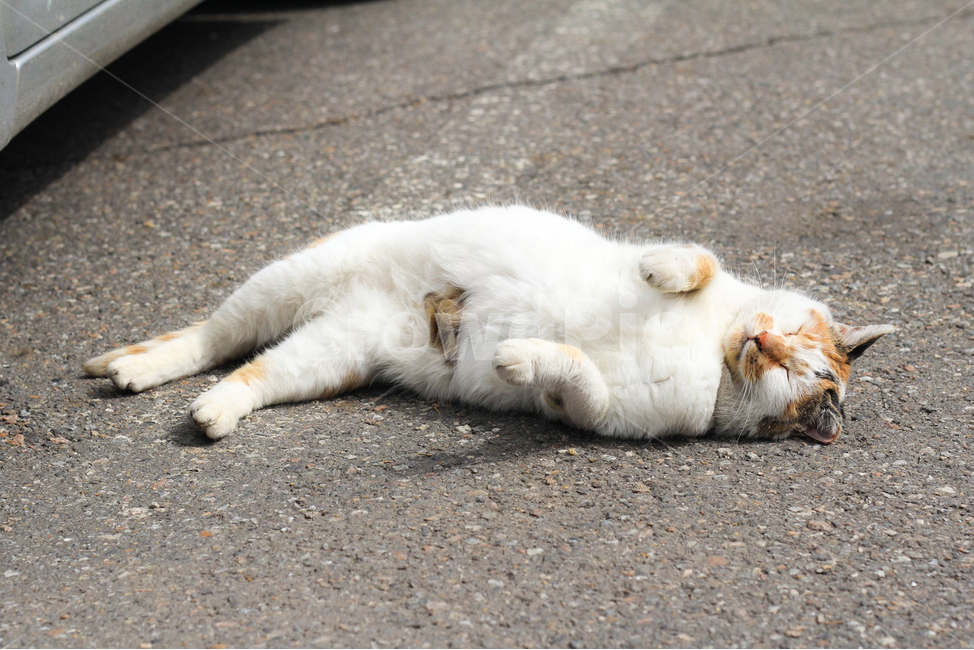 고양이,길고양이,반려묘,동물,cat,alleycat,straycat,stretching,동물,animal,포유류,mammal,고양이,cat,kitten,kitty