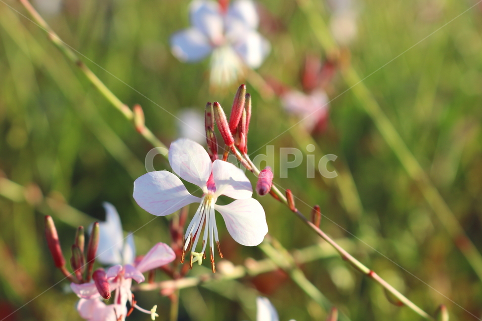 꽃,가우라,분홍바늘꽃,식물,자연,가우라꽃,분홍꽃,식물,자연,plants,nature,꽃,flower