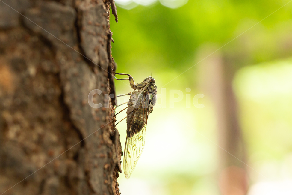 매미,여름,벌레,나무,자연,곤충,벌레,insect,bug