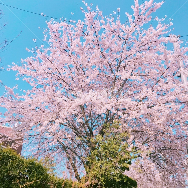 벚꽃,벚꽃나무,꽃,봄,봄날,좋은날씨,봄,계절,spring,season,plant,식물