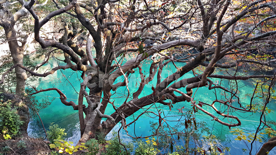 쇠소깍,자연,nature,물,water,outdoors,옥외,나무,tree,plant,식물,treetrunk,나무줄기