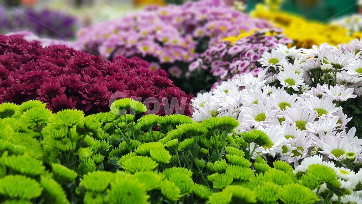 식물,blossom,geranium,꽃,flower,꽃시장