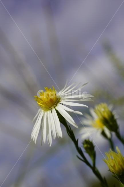 꽃,식물,구절초,flower,plants,식물,자연,plants,nature,꽃,flower