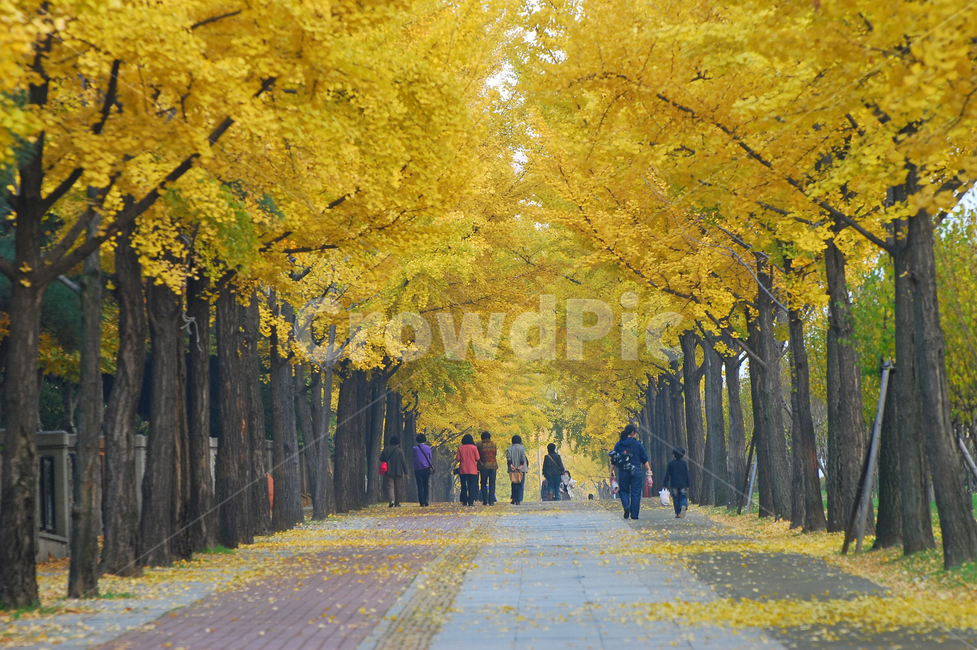은행나무,단풍,가을,가로수,길,사람,가족,나들이,산책,산책로,가을풍경,나무,숲,자연,풍경,계절,거리,한국