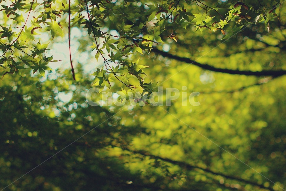 빛,단풍,maple,단풍나무,나무,햇빛,sunshine,tree,초록,green,산,식물,자연,plants,nature,감성,sensible,feeling