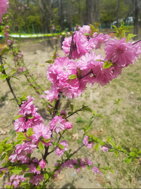 blossom,식물,plant,flower,꽃,식물,자연,plants,nature,꽃,flower