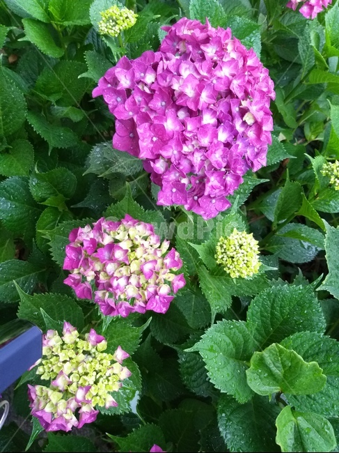 수국,여름꽃,녹색잎,부케모양,분홍수국,summer,flower,pink,nature,자연