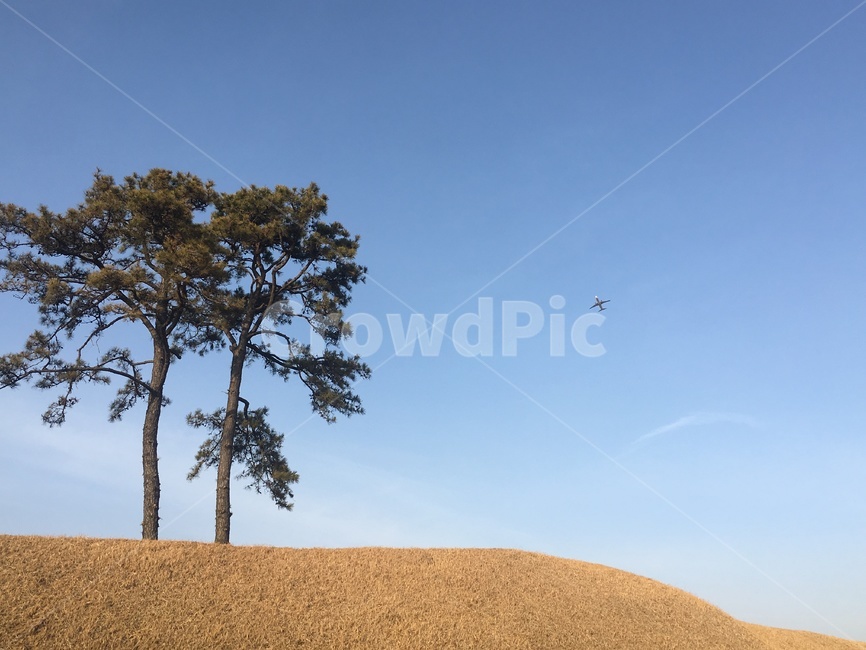 정북동토성,토성,나무,하늘,배경,자연,풍경,nature,landscape,tree,plant,식물,tree trunk,나무 줄기