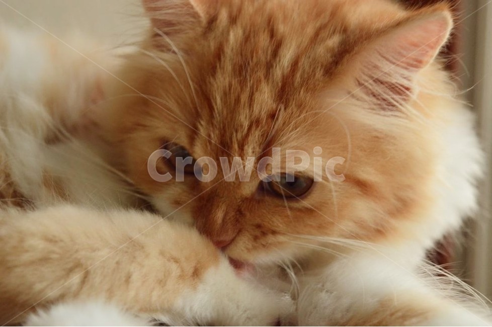 고양이,페르시안,노란고양이,치즈고양이,아기고양이,cat,kitten,kitty,포유류,자연,동물,애완동물,반려동물,pet,고양이,cat,kitten,kitty
