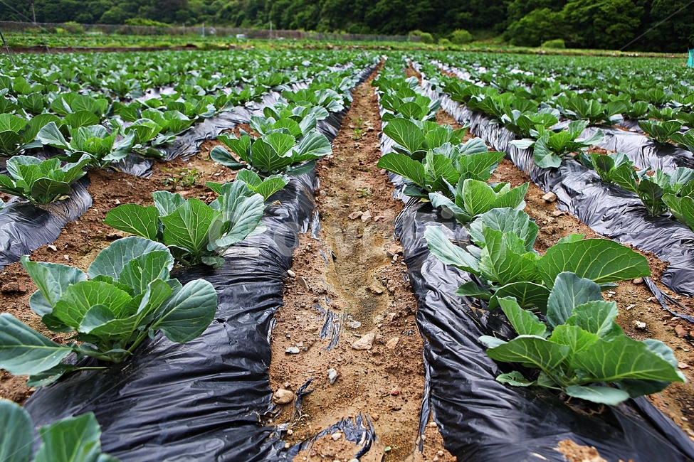 양배추,밭농사,농사,식물,풍경,자연,배경,산업,industry,industrial,농업,농사,agriculture,farming,farming industry