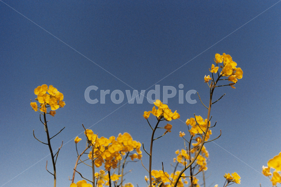 유채꽃,제주도,제주,제주감성,하늘,유채꽃밭,봄,계절,spring,season,plant,식물