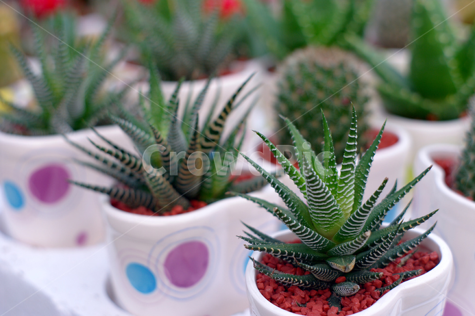 선인장,식물원,꽃식물원,꽃집,선인장식물,실내용화초,화분,화초,house plant