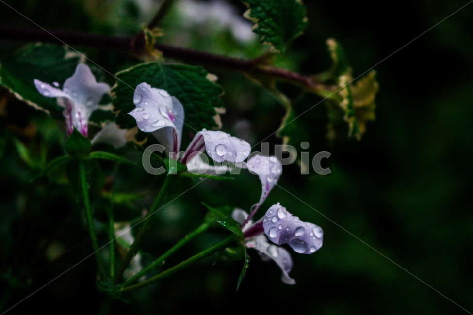 식물,비,빗방울,꽃,생동감,rain,raindrop,flower,plant,풍경,landscape,식물,자연,plants,nature,꽃,flower