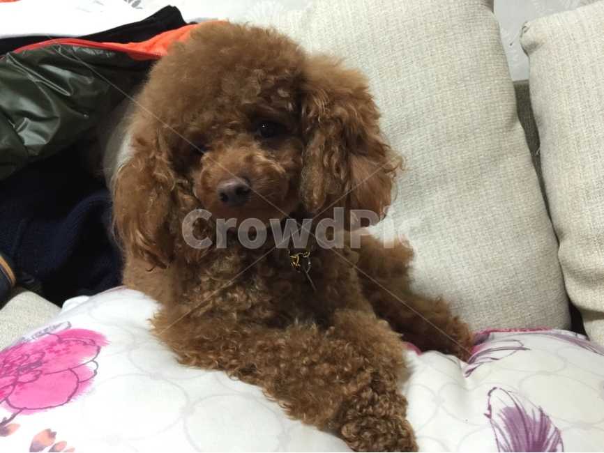 애견,반려견,강아지,푸들,가족,동물,animal,포유류,mammal,개,강아지,dog,doggy