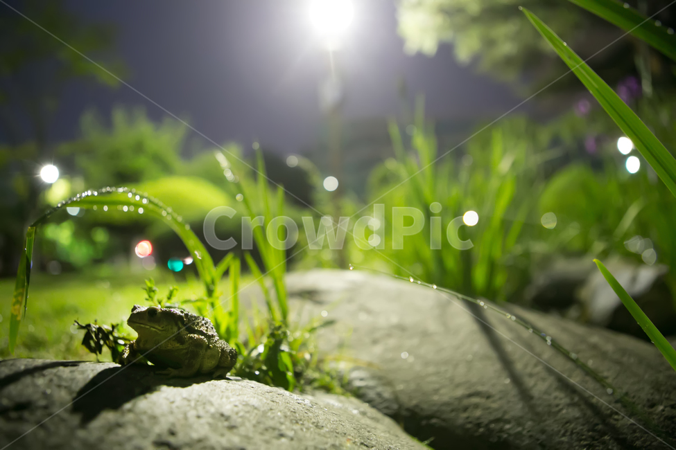 두꺼비,개구리,동물,개굴,초록,동물,animal,파충류,양서류,reptile,amphibian