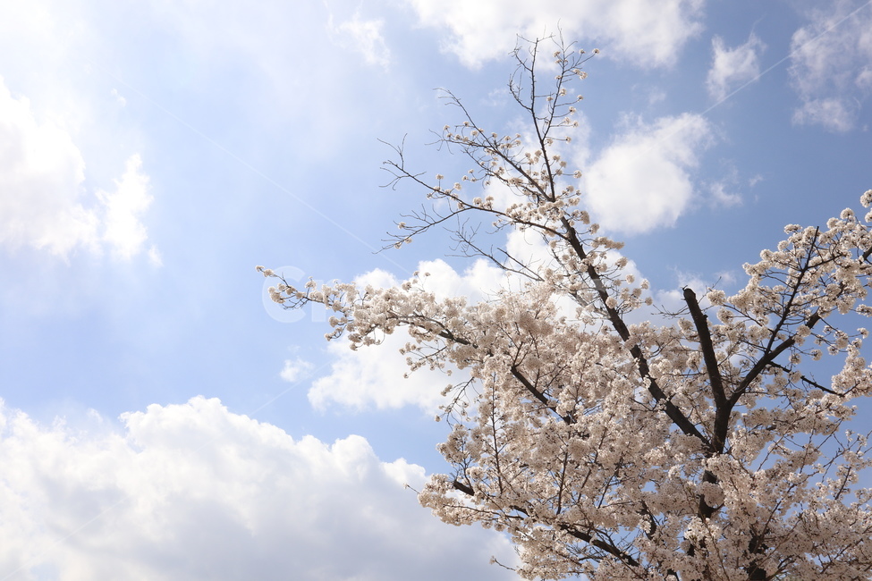 벚꽃,하늘,구름,봄,햇살,봄,계절,spring,season,자연,풍경,nature,landscape,plant,식물