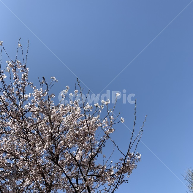벚꽃,봄,spring,cherryblossom,꽃,공원,벚꽃축제,하늘,봄,계절,spring,season