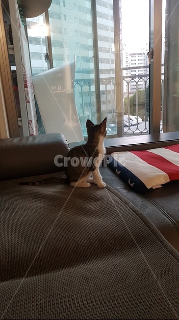 고양이,아기고양이,pet,cat,동물,반려묘