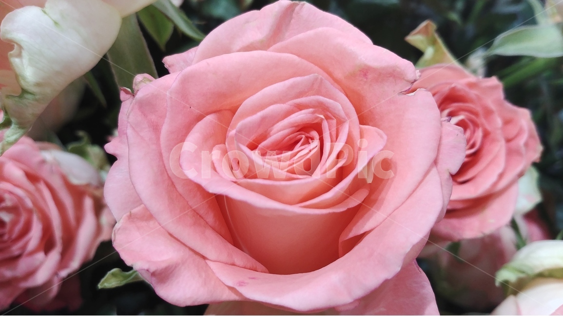 꽃,flower,rose,장미,장미꽃,샘페인핑크,여름,여름꽃,6월의꽃,6월,핑크,pink,flowers,식물,plants,식물,자연,plants,nature,꽃,flower