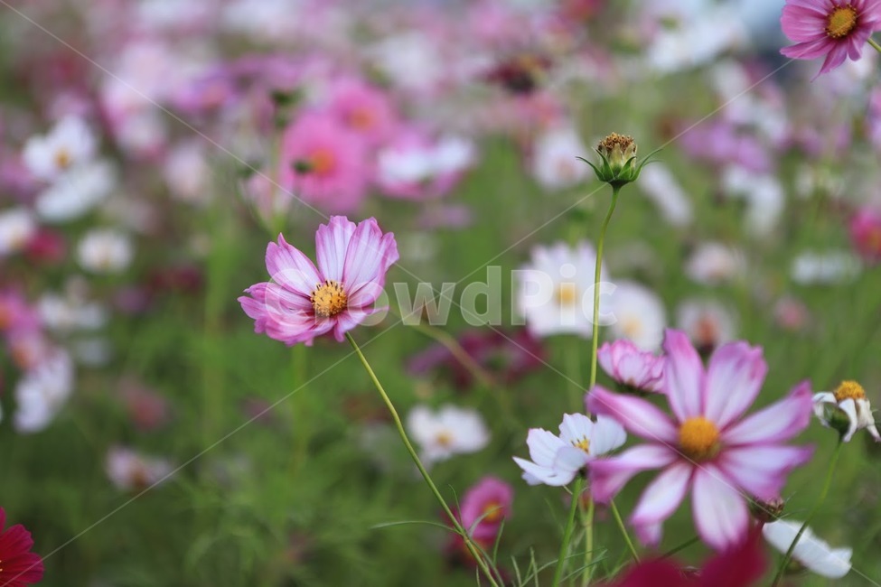 코스모스,꽃,풍경,자연,풀,가을,계절,fall,autumn,season,식물,자연,plants,nature,꽃,flower,plant,daisies,데이지,blossom,daisy,petal,꽃잎